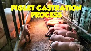 Piglet Castration// Paano ang Pagkakapon ng Biik? Ano ang mga Gamit na Gagamitin sa Pagkakapon?