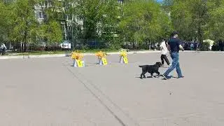 Бугай Алабай. Искала тебя.