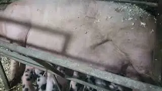 Пьетренчики! поросятки,рождение, свиномамка.