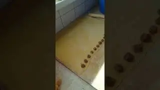 Быстрая лепка пельмений