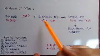 Mechanism of action of isoniazid | adverse reaction of isoniazid | isoniazid antitubercular drugs