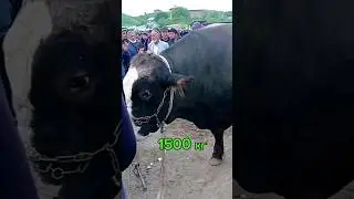 80 млн сум бахо айтиляпти, уйидан 56 га бермапти. Кашкадарё в. 