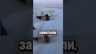 Приличные Волки🔥