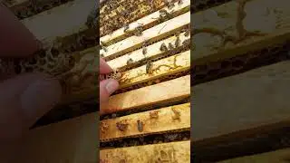 выпускаю роевую матку из маточника #shorts