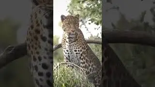 Rescued Leopard 