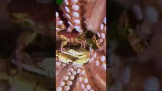 The Giant Pacific Octopus always has a snack ready to go! 