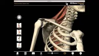 Scapula Elevation muscle action with Muscle Premium