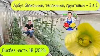 Арбузный ликбез часть 18 (2023).