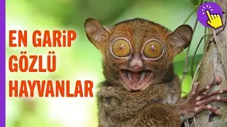 En İlginç Gözlere Sahip 6 Hayvan | Hayvanlar Alemi | Aklında Olsun | Hayvan Videoları