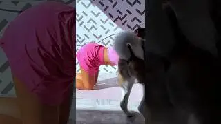When Your Dog Steals the Show 