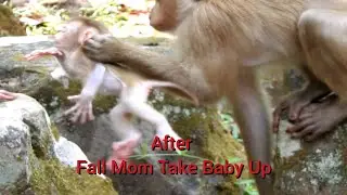 Baby Monkey Fall Down From Rock, After Baby Monkey Fall Mom Take Baby Up Back