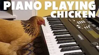 Chicken Plays America The Beautiful on The Piano