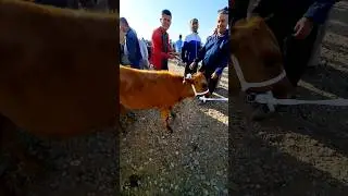 5млн 200 минг сумга сотиб олинди