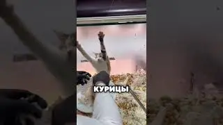 Этот мужчина СПАС этого ГОЛОДНОГО КОТА! 😊🐱