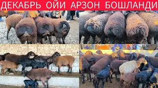Хисори куйлари декабря ойида арзон бошланди