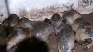Утеплил гараж для НУТРИЙ