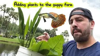 ADDING PLANTS TO THE BACKYARD GUPPY FARM