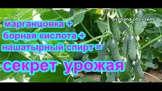 БОРНАЯ КИСЛОТА +НАШАТЫРНЫЙ СПИРТ+МАРГАНЦОВКА =СЕКРЕТ ОБИЛЬНОГО УРОЖАЯ ОГУРЦОВ.СУПЕР СРЕДСТВО..