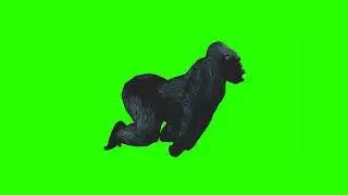 Big gorilla 🦍| green screen | footage | Animation | Download | №308