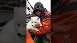 Arctic Fox's Magical Rescue at Sea! 🦊 ⛵#ArcticFox #WildlifeRescue #SeaRescue #ArcticLife #Fishermen