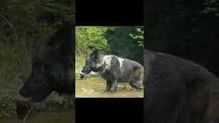 giant black wolf caugth on camera - black wolf #shorts #blackwolf #giantwolf