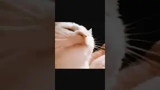CAT BREAKDOWN
