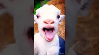 Goat funny voice 