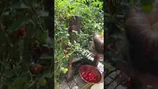 My wife picking tomatoes from our garden! Insane amount of tomatoes #tomatoes #gardening