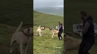 6 most bravest dogs breed in the world 🌎🔥 