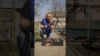 Урожай картошки будет отличным!