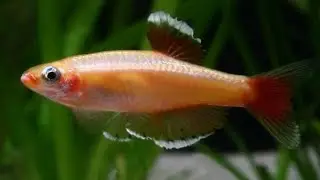 HOW TO BREED WHITE CLOUD MINNOWS OUTDOORS