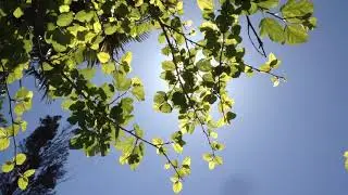 Лучи солнца сквозь весеннюю листву