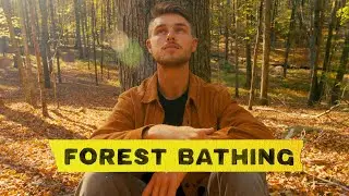 A Comprehensive Guide to Forest Bathing