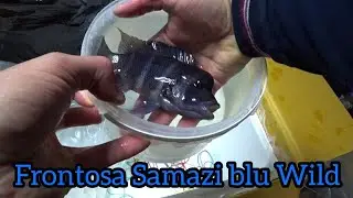 Frontosa blue Samazi. Наконец-то приехали мои дикари🐟🐟🐟👍