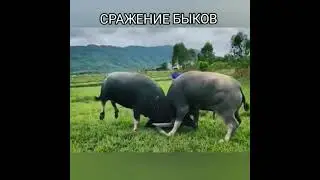 сражение быков