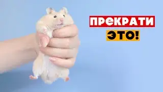 16 вещей, которые ненавидят хомяки