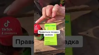 Правильна посадка хвойних рослин навесні 