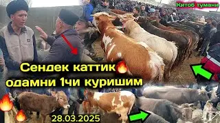 КАШКАДАРЁДА МОЛ БОЗОР БУГУН ЗУР БУЛДИ🔥🔥 ШВЕД ТАНАЛАР КУП КИРЯПТИ 