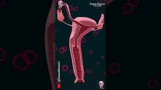 Female Reproductive System (Uterus and Ovaries) ✨‍♀️