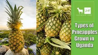 Types of Pineapples Grown in Uganda