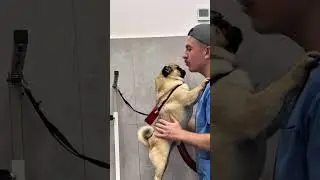 🐶ЧУБА, ГРУТ И МЭРИЛИН В ГРУМИНГ-САЛОНЕ #собаки #груминг #тбилиси #грузия #grooming #dogs #tbilisi