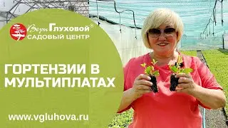 С ЧЕГО НАЧИНАЮТСЯ ГОРТЕНЗИИ