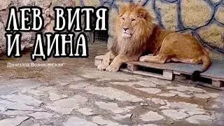 ​❤️ВИТЯ и ДИНА в ожидании чуда! Львы. Life of 