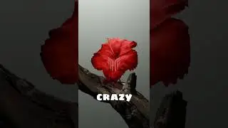 Really cool geometry nodes for making flowers - blender 4.1.0