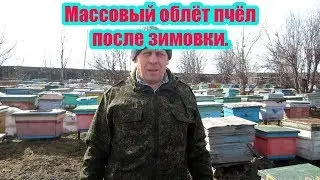 МАССОВЫЙ ОБЛЁТ ПЧЁЛ НА ПАСЕКЕ.