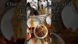 My huskies invited their friends for Thanksgiving! 😂 