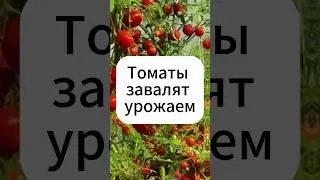 Томаты в августе. Важная подкормка!  