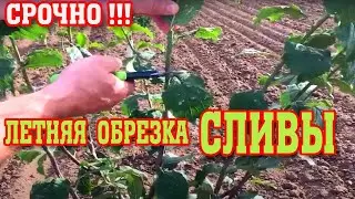 НЕ ОПОЗДАЙТЕ!!! Летняя обрезка СЛИВЫ / формируем крону