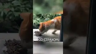 ГРУСТНЫЙ КОТ из Турции растрогал весь Интернет 