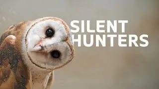 2 Hours Of Predators And Their Powerful Natural Weapons